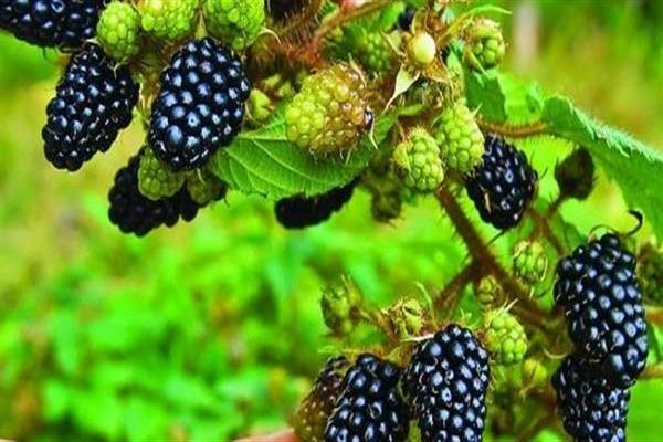 Photo d'Hélène Blackberry