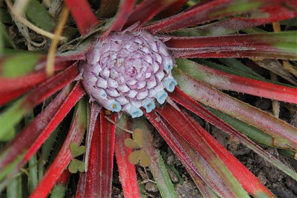 photo fascicularia