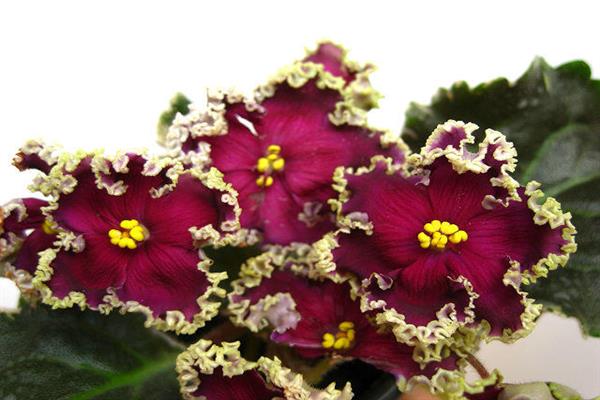 Violette Don Juan photo