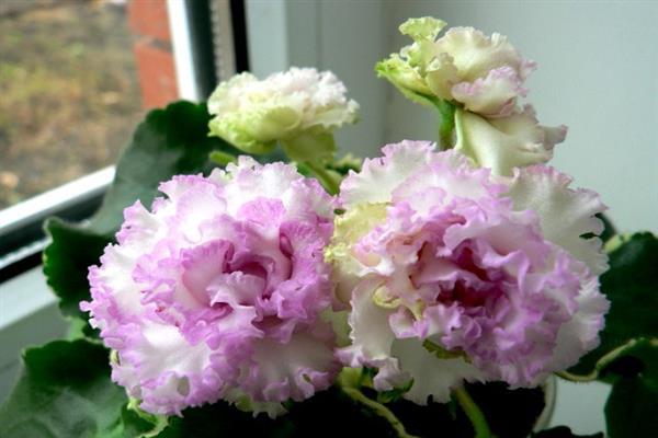 Violet Isolde photo