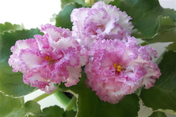 Violet Isolde photo
