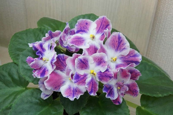 violet peacock