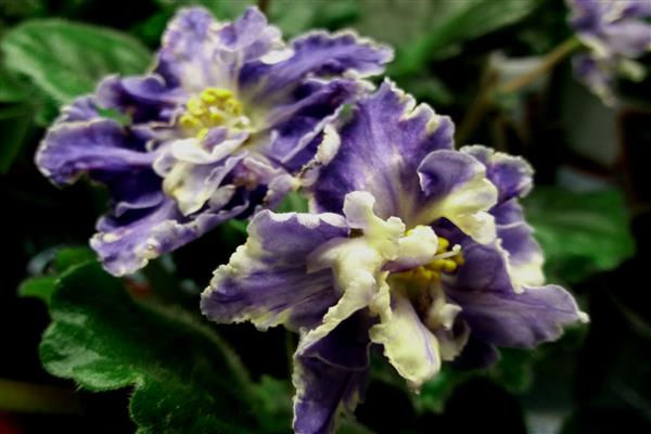 Violet Fire bird photo