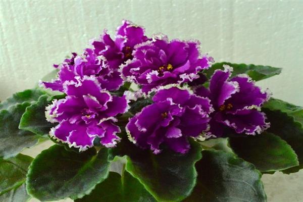 Violet malachite orchid photo