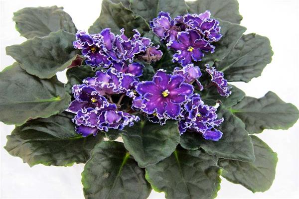 Violet dance of galaxies photo