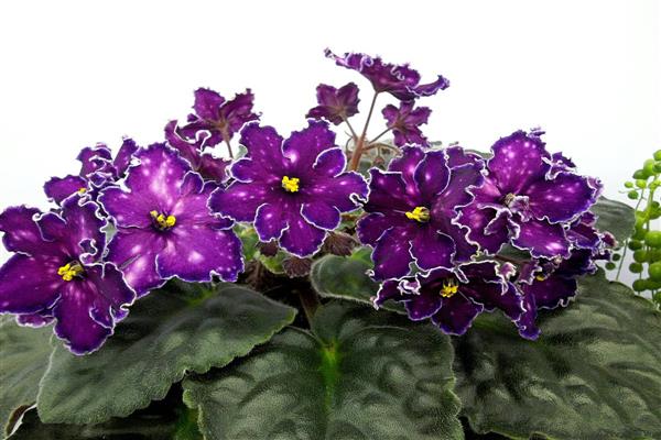 Violet dance of galaxies photo