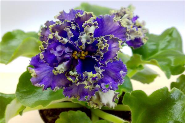 Foto violeta de água