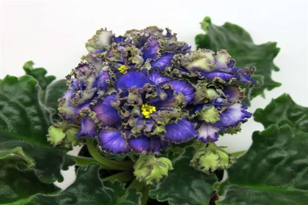 Foto violeta de água