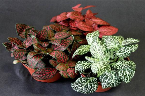 Fittonia photo