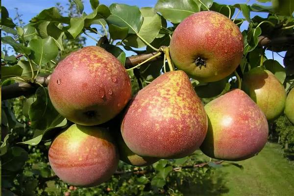 Poire Marbre photo