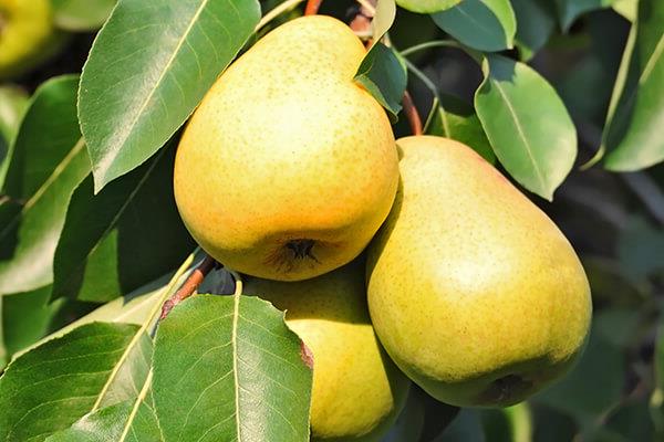 Poire uralochka photo