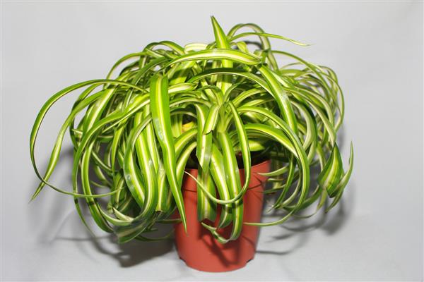 Chlorophytum photo