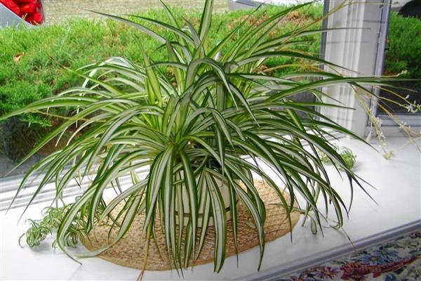 Chlorophytum photo