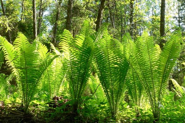 Fern ostrich photo