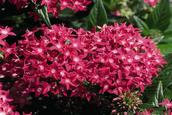 Pentas photo