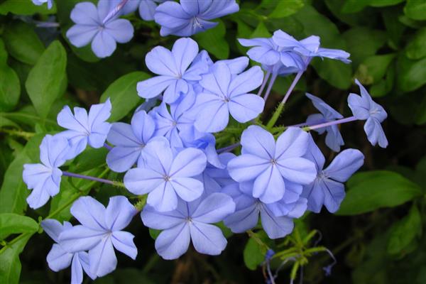 Plumbago photo