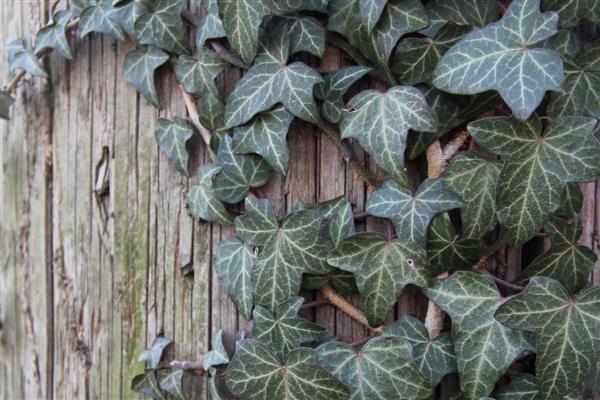 Ivy photo