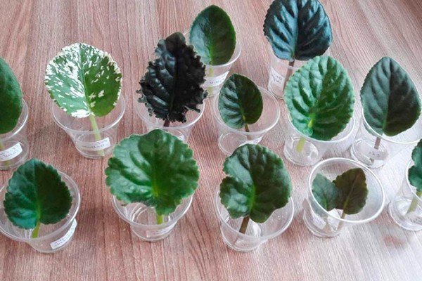 leaf propagation of violets