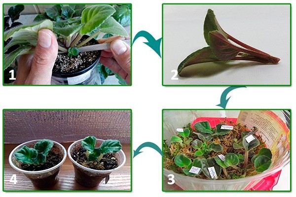 leaf propagation of violets