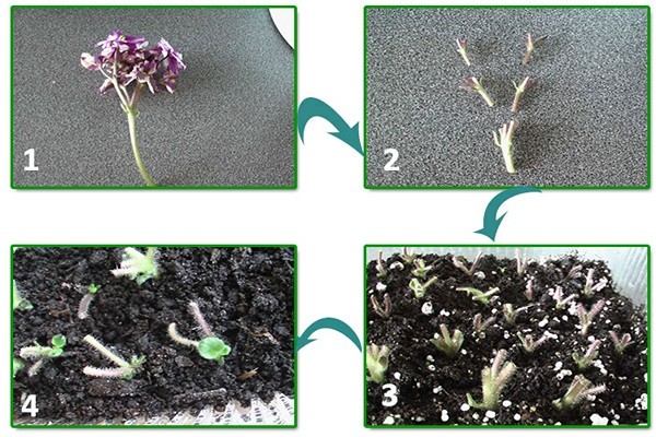 violets home breeding