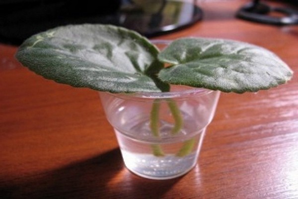 violets care + and reproduction
