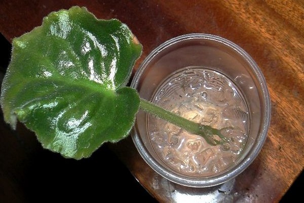 violet reproduction + at home