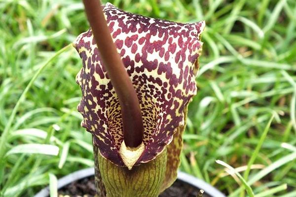 Sauromatum photo