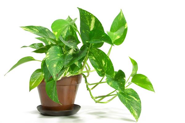 Scindapsus photo
