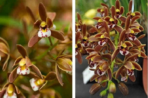 cymbidium + at home