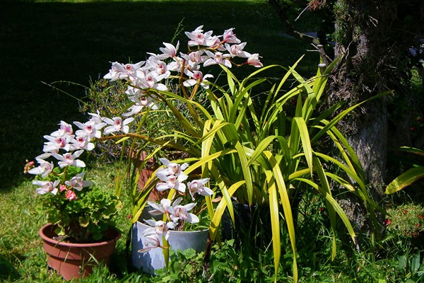 cymbidium photo