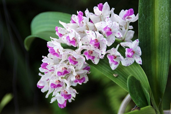 cymbidium care