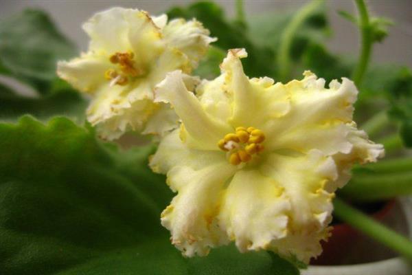 Yellow violet photo