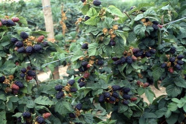 brzezina blackberry description