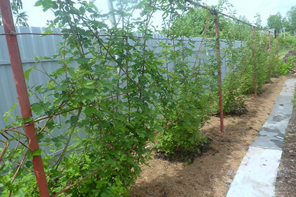blackberry variety Brzezina