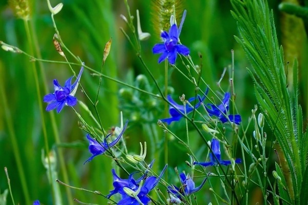 larkspur