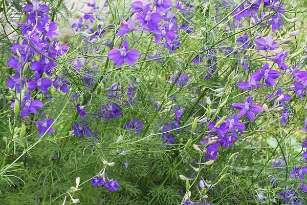 larkspur