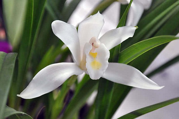 cymbidium photo