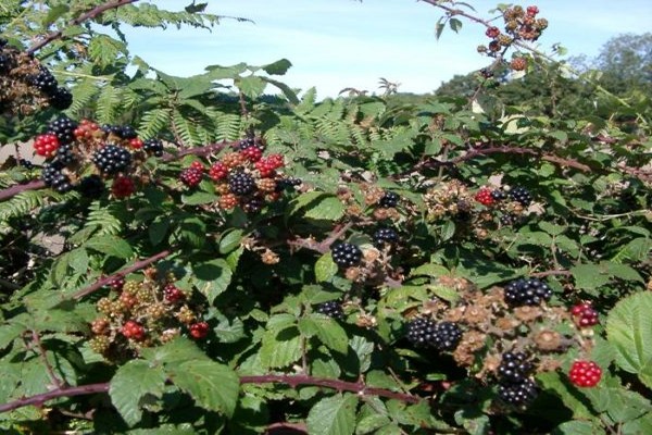 blackberry triple crown photo