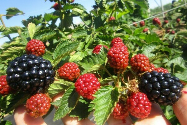 thornless blackberry
