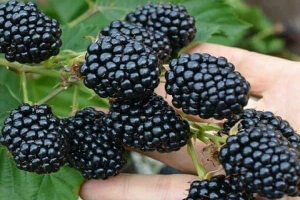 blackberry Darrow