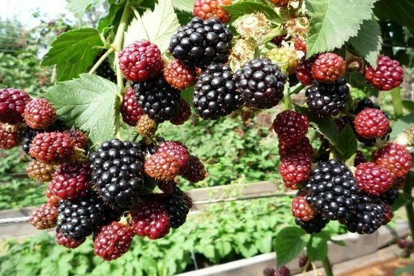 porque amoras não dão frutos