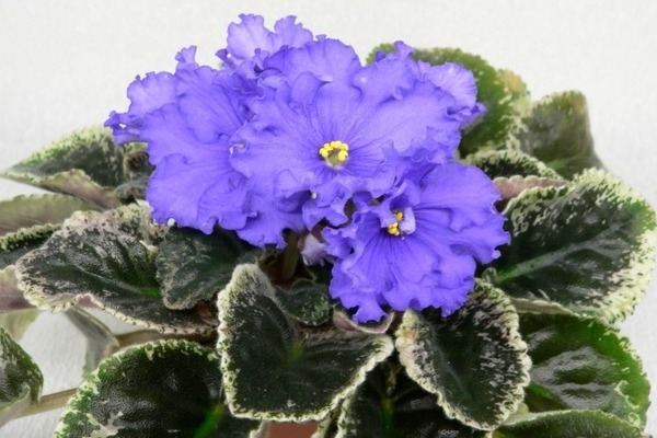 varieties of violets