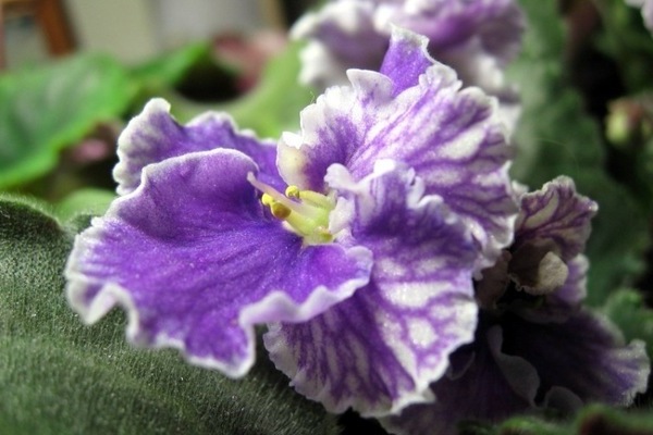varieties of violets