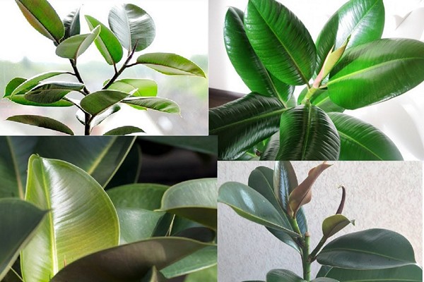 ficus leaves