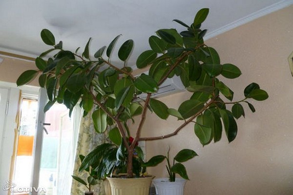 rubber ficus
