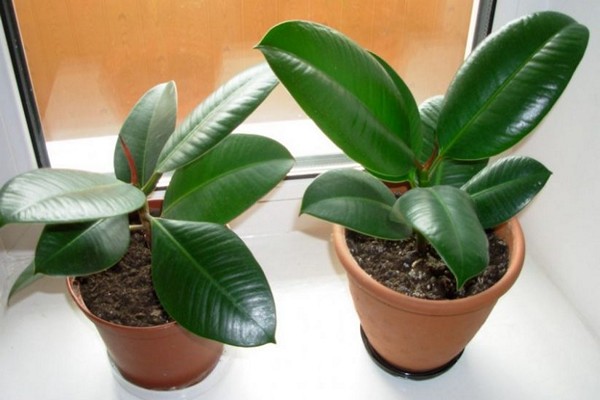 ficus care