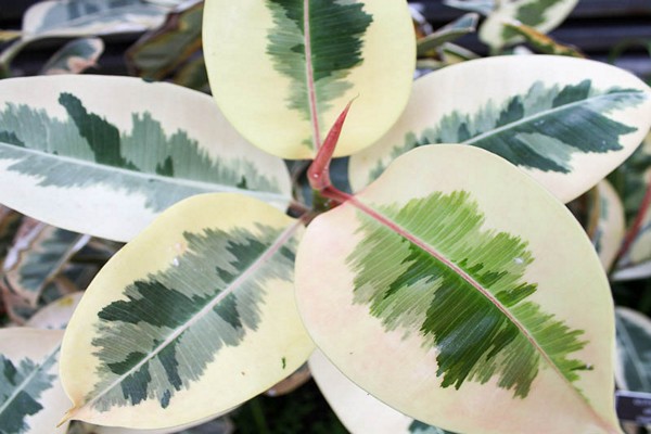 ficus home