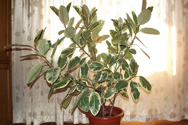 ficus photo