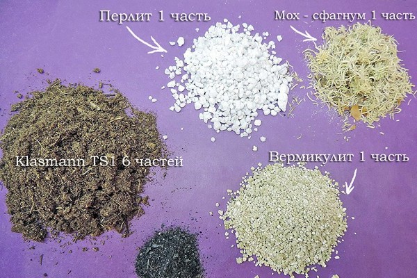the best soil + for violets