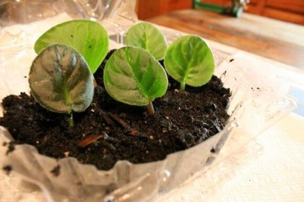soil for violets